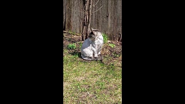 Кот. Кос