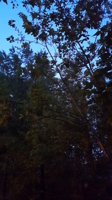 Пение соловья😊