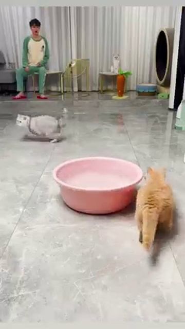 Мир домашних питомцев – Серия 486: Забавные и милые моменты