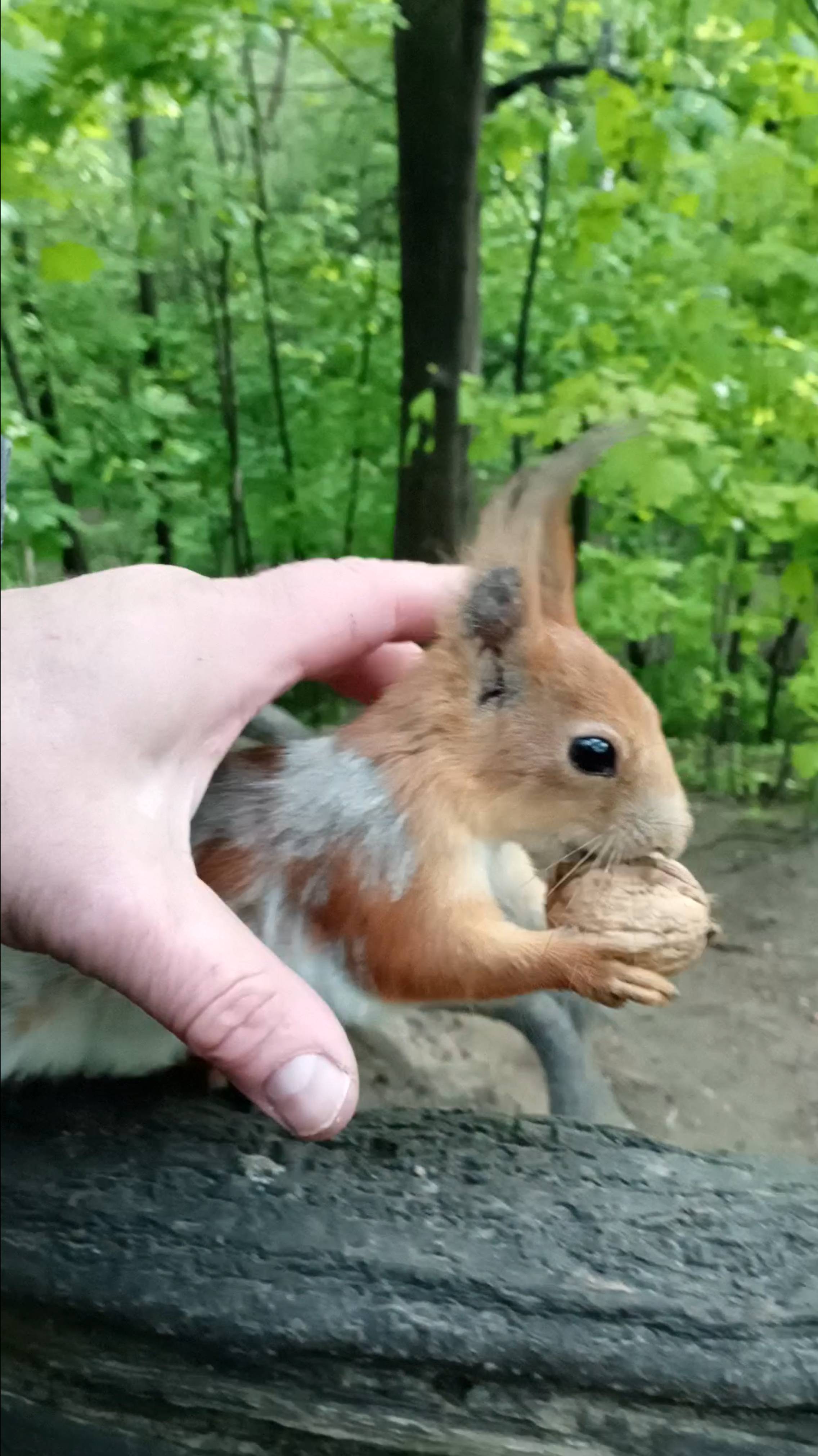 Ловлю белку
