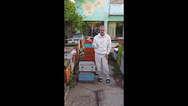 Как заготовить качественный гомогенат трутневых личинок....