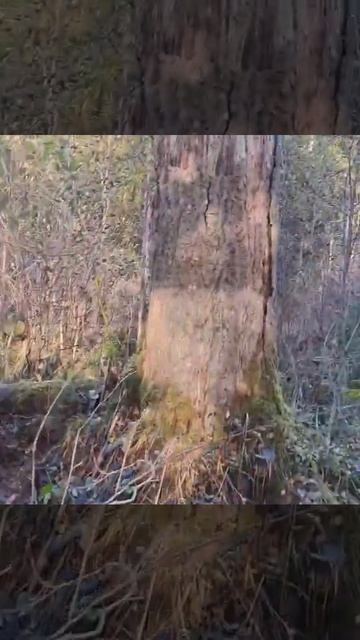 Бобры поселились в дупле осины.