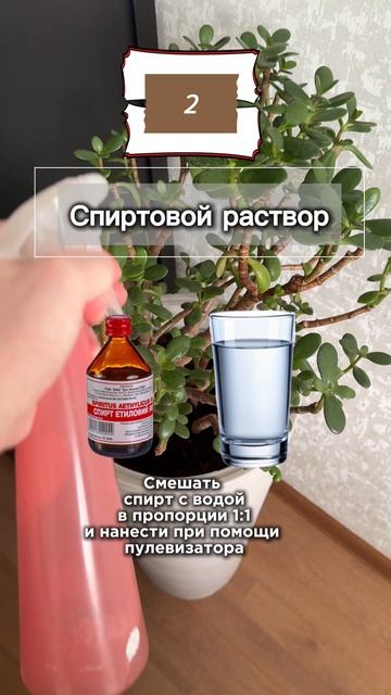 Лайфхаки по уходу за растениями