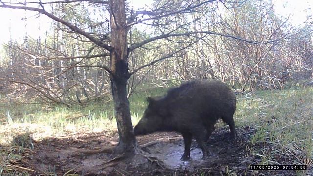 Кадры с фотоловушки.