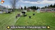 Идеальное птицеводство достойно восхищения 🐓🦆🦢🦚🦃🐔 эпизод (197)