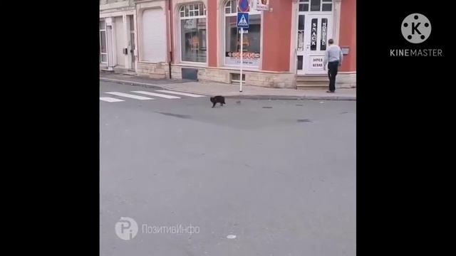 Как кот убегает от мыши ( смешные коты).