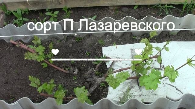 Муромцево 12 МАЯ  2025 г Зарождение гроздочки