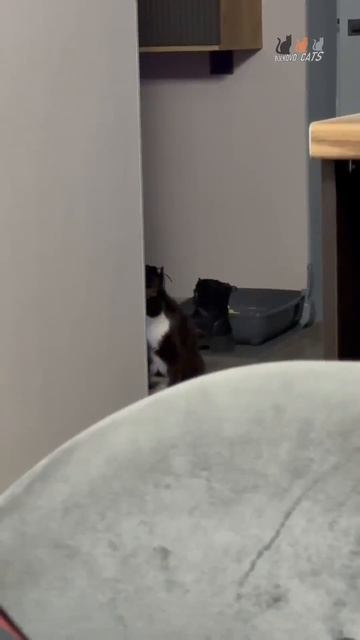 Котик-трёхлапик Барни обрел семью!!!
Не только посмотрите видео, но и прочитайте Описание…