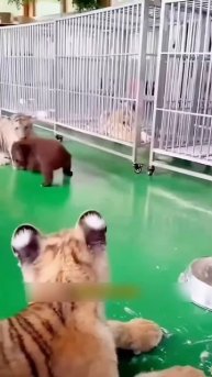 Cute bond of bear and tiger #shortsvideo