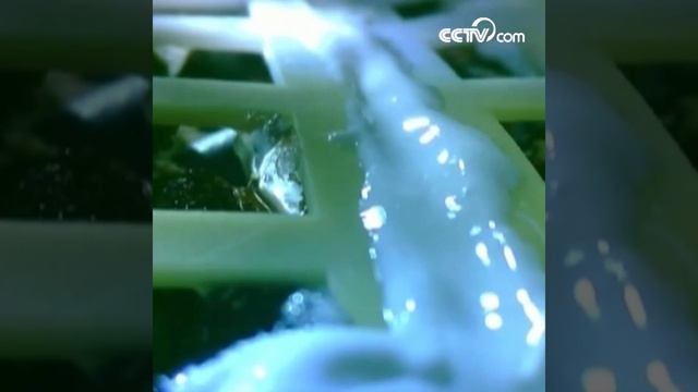 Семя хлопка впервые проросло на Луне|CCTV Русский