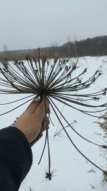 укроп гигант.БОРЩЕВИК.