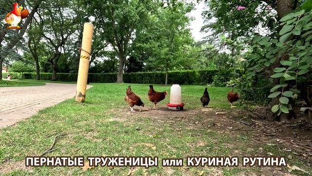 Куры несушки свободного выгула и их обычная куриная рутина – эпизод (279)