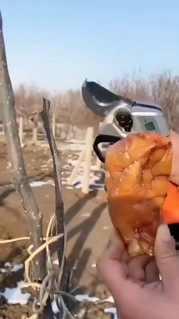 Best tool for cutting trees