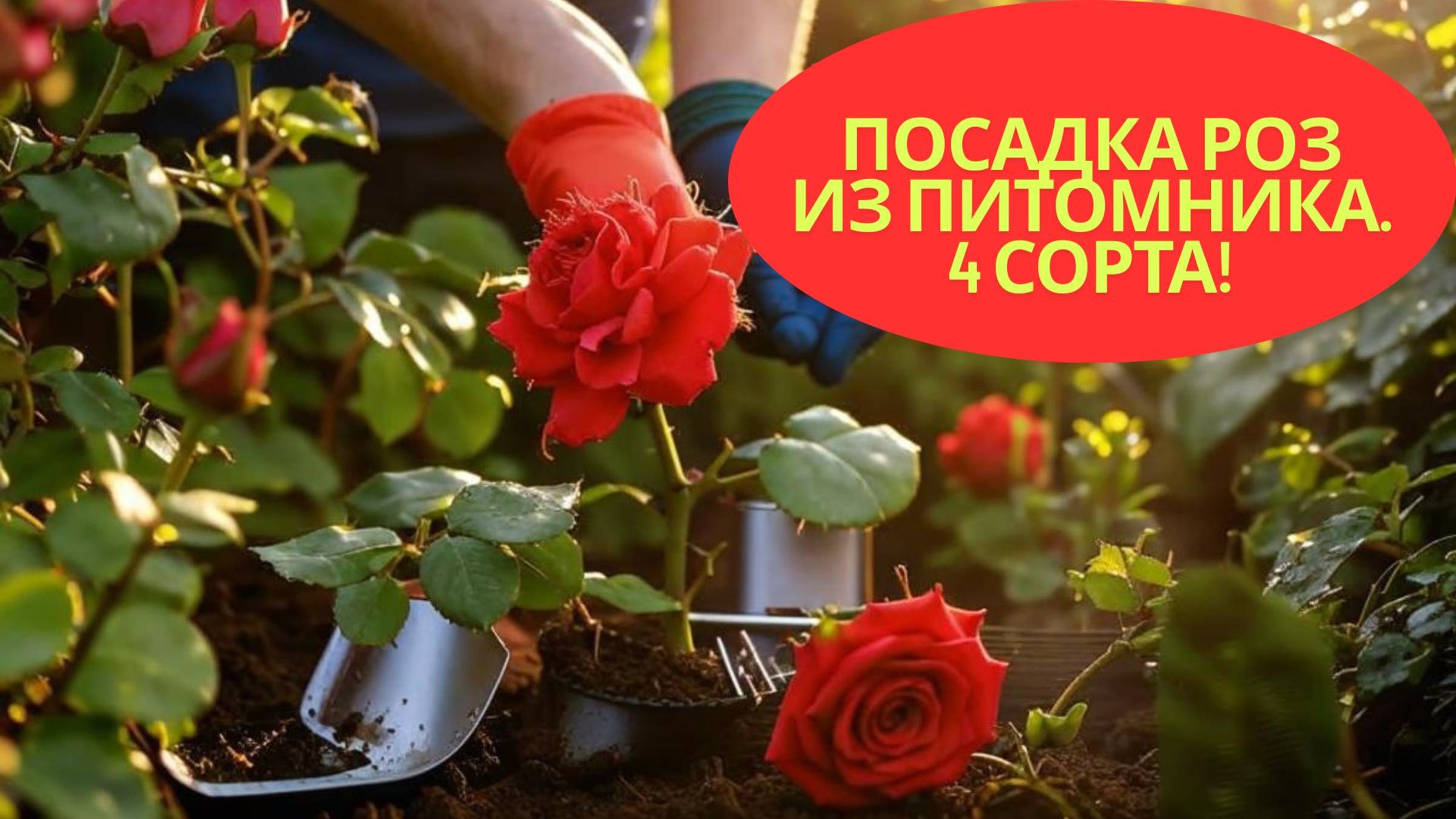 4 сорта роз из питомника: пошаговая инструкция по посадке.