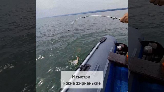 Даже на рыбалке можно работать с КПД выше 100%!