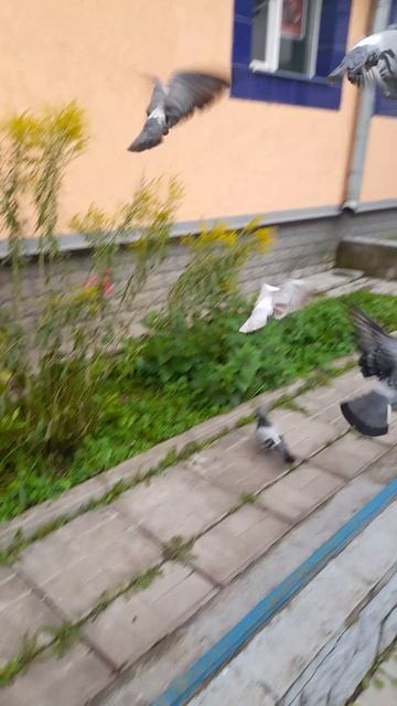 1000028556.mp412.05.2025г.