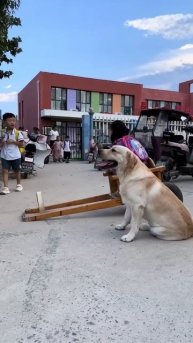 cute dog
