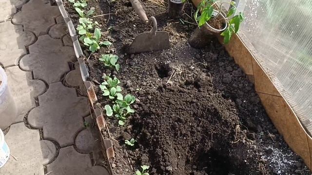 Высадка томатов 🍅 в теплицу. 9 мая 2025.