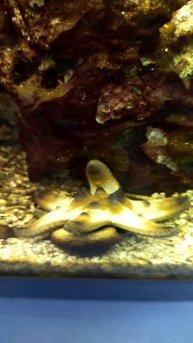 В аквариуме живая морская звездочка! Дом Аквариум. Чел