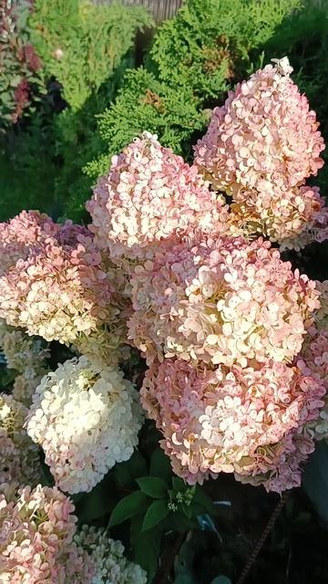Гортензия Ванила Фрейз #god #цветы #garden #gardening #flowers #авг?