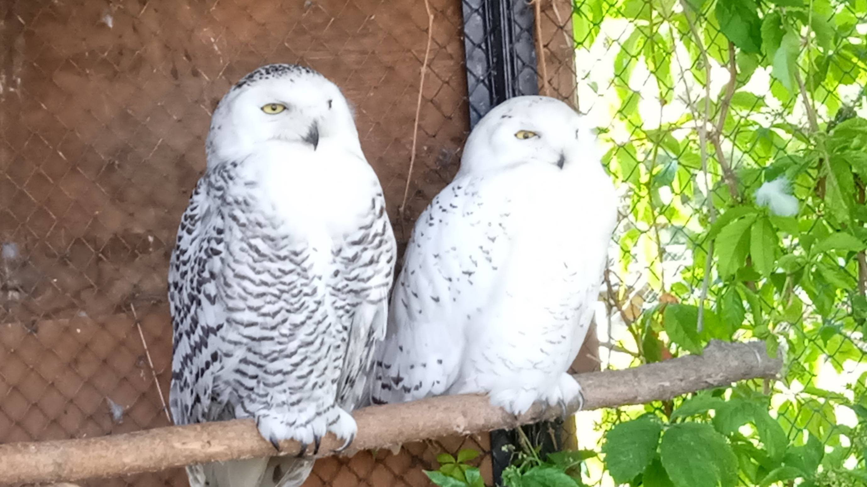 Филин и Сова, ты - Сова, я - Филин  Feeling Owl