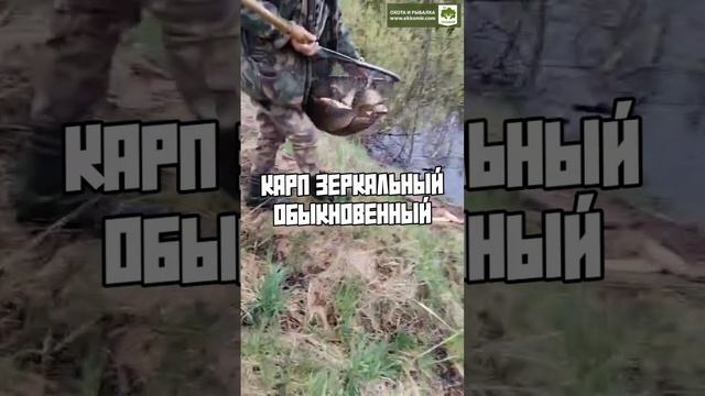 Зарыбление наших водоёмов.