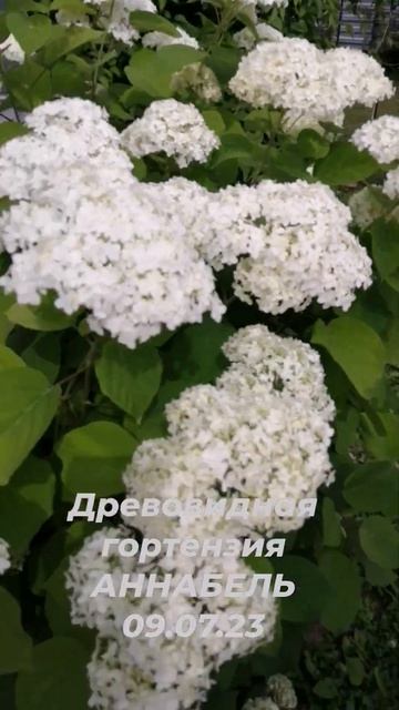 Цветение древовидной гортензии АННАБЕЛЬ 09.07.23