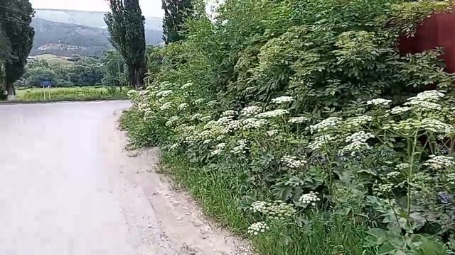 В Кисловодске повсюду борщевик! Где борьба? 17.06.2024 г.
