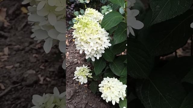 Hydrangea Skyfall in bloom# цвіте гортензія Скайфолл