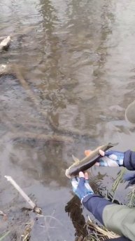 Голавлик на "Туку" 🐟🎣🏕️
