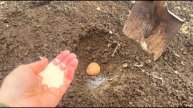 🥔 РЕВОЛЮЦИОННЫЙ СПОСОБ ПОСАДКИ КАРТОФЕЛЯ – БЕЗ ПРОПОЛКИ И ОКУЧИВАНИЯ!