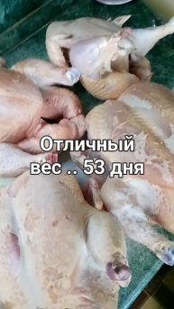 вес бройлера в 53 дня..Шикарные тушки.