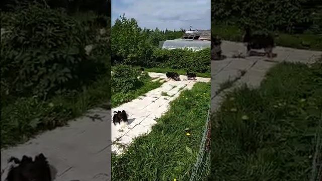 Немецкий шпиц   Мальчик 8929