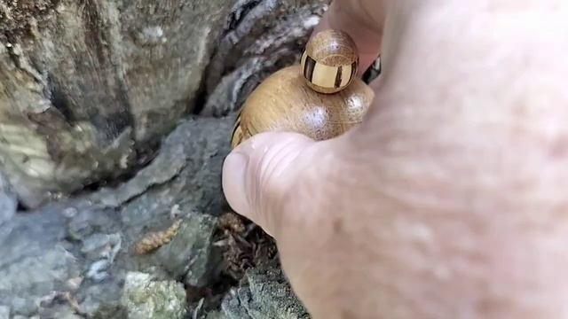 Шкатулка в весеннем лесу на старом дубе