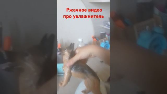 самые ржачное видео про увлажнитель