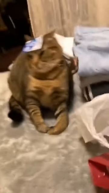 Funniest cats 😸 vol 37 #cats #catvideos #catshorts #funnycats