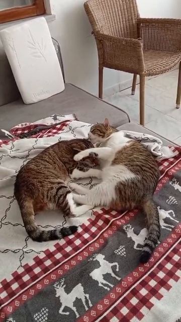 Мои котики🐈