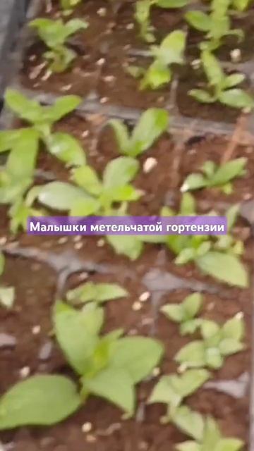 черенки метельчатой гортензии