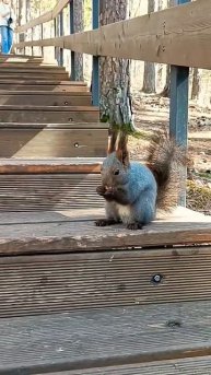 Весна, тепло☺️ Грызем орешки🐿️ #squirrel #милота #белка #