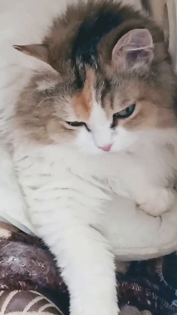 Добрый вечер ⭐🌠🌛 #купола #гребенщиков #shortvideo #cat #subscri