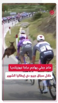 مفاجأة مثيرة في سباق جيرو دي إيطاليا.. ماعز يهاجم دراجا نيوزيلنديا!