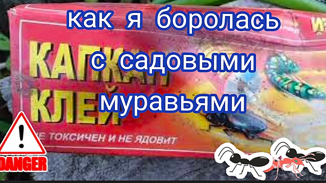 Садовые муравьи. Пробую два средства.