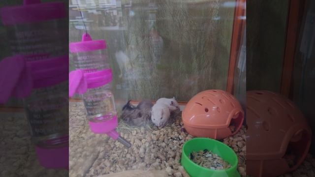 🐭 Мышки песчанки.