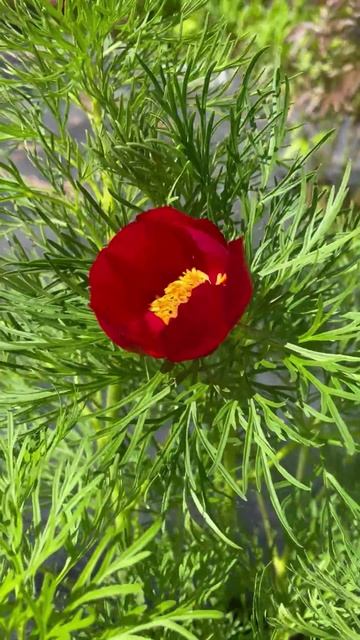 Пион узколистный #цветы #garden #растения