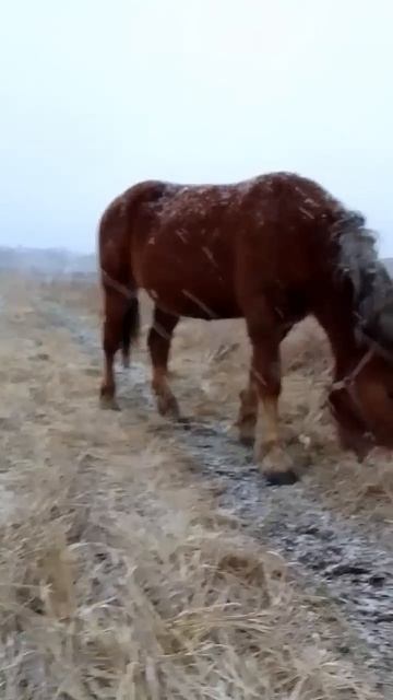 Одинокий пастух и лошадь
