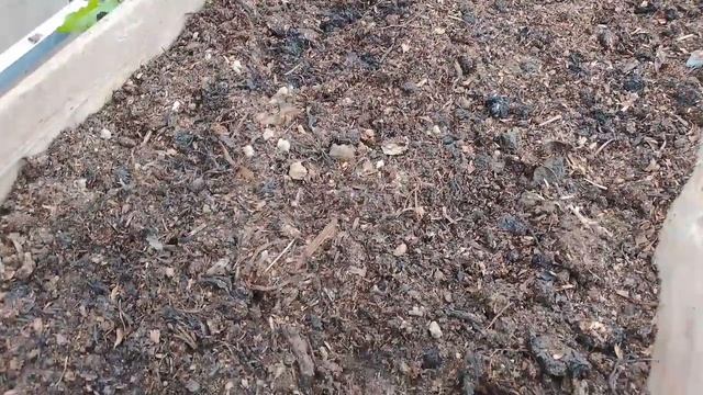 Какие же цыплята получатся?
