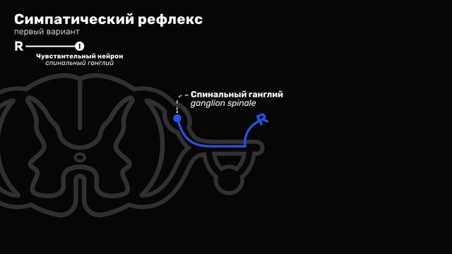 Автономная (вегетативная) нервная система | Вегетатив?