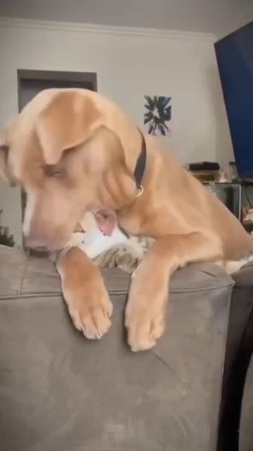 Какая любовь)))