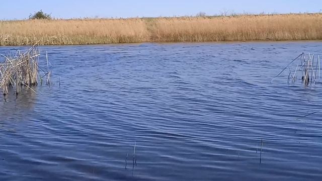 РЫБАЛКА. КАРАСЬ НА МАХОВУЮ УДОЧКУ.