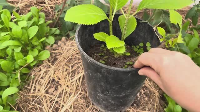 🔥 КАК Я СПАСАЮ ГОРТЕНЗИИ ОТ ЗАМОРОЗКОВ? Правильное укрытие, чтобы кусты не вымерзли!